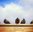 Pigeons in London